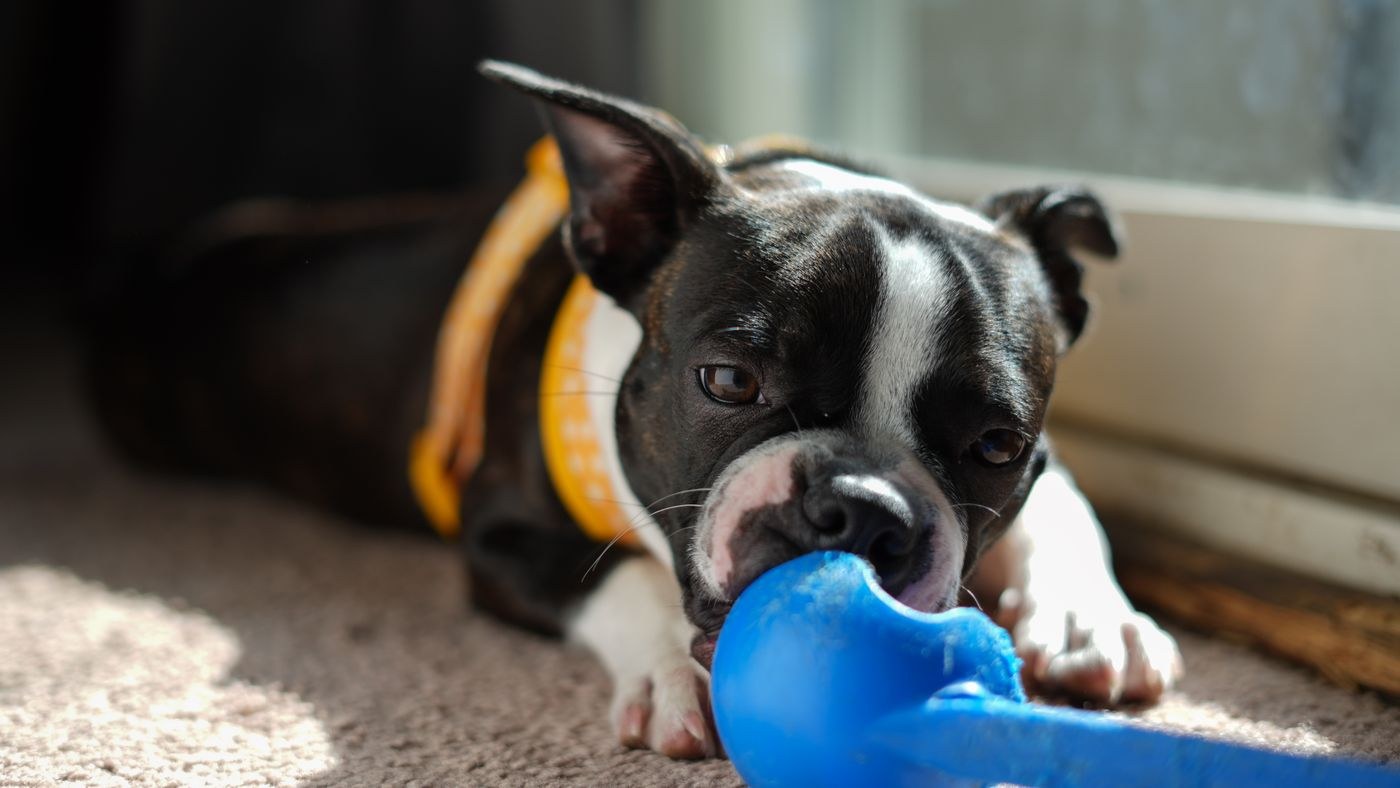 Boston Terrier playing with a blue rubber toy indoors.