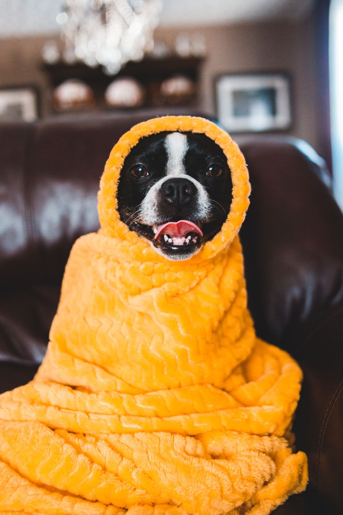Boston Terrier wrapped in a yellow blanket on a sofa.